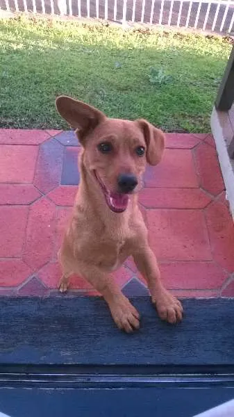 Cachorro ra a  idade  nome Dong