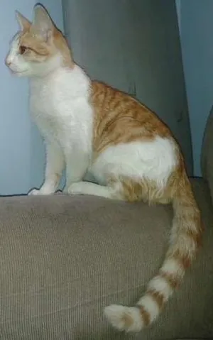 Gato raça SRD idade 2 a 6 meses nome Sol