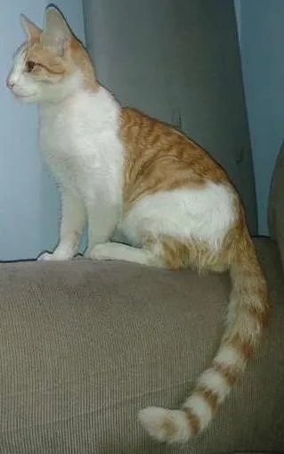 Gato ra a SRD idade 2 a 6 meses nome Sol
