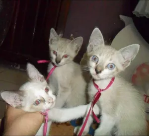 Gato raça siames idade Abaixo de 2 meses nome sem nome
