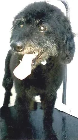 Cachorro raça Poodle idade 6 ou mais anos nome KADU GRATIFICA