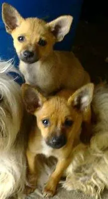 Cachorro raça Mestiça idade 2 a 6 meses nome Princesas
