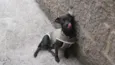 pelezinho