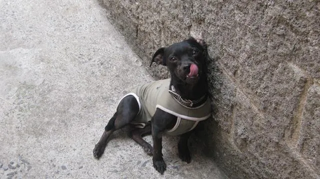 Cachorro ra a SRD idade 2 anos nome pelezinho
