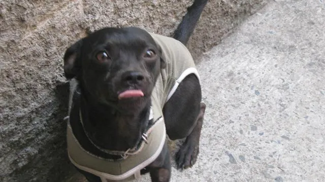 Cachorro ra a SRD idade 2 anos nome pelezinho