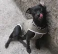 pelezinho