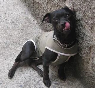 Cachorro ra a SRD idade 2 anos nome pelezinho