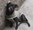 pelezinho