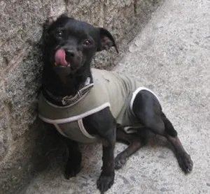 Cachorro raça SRD idade 2 anos nome pelezinho