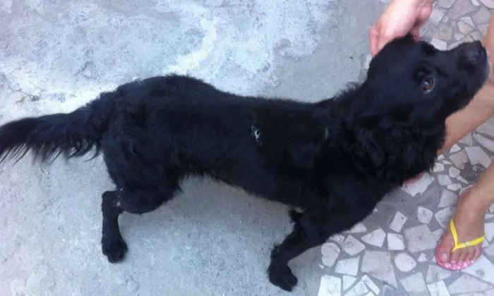 Cachorro ra a SRD idade 3 anos nome SEM NOME/não sabemos