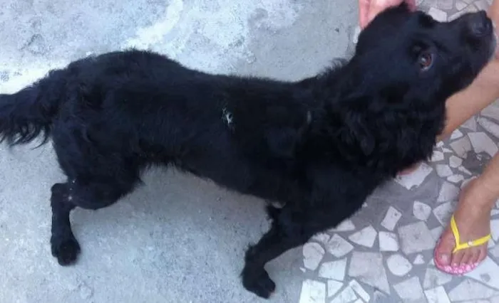 Cachorro ra a SRD idade 3 anos nome SEM NOME/não sabemos