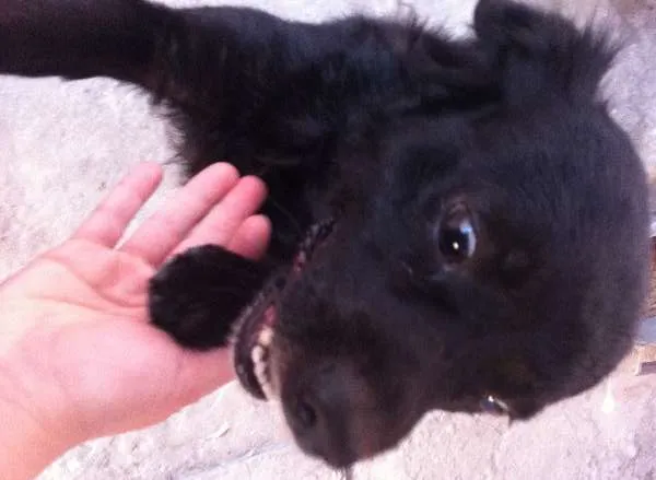 Cachorro ra a SRD idade 3 anos nome SEM NOME/não sabemos