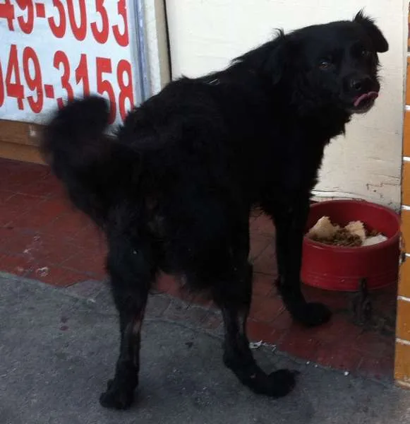 Cachorro ra a SRD idade 3 anos nome SEM NOME/não sabemos