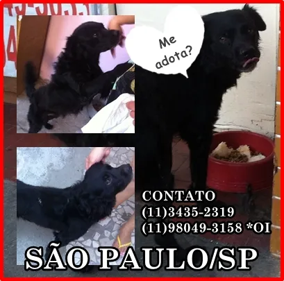 Cachorro ra a SRD idade 3 anos nome SEM NOME/não sabemos