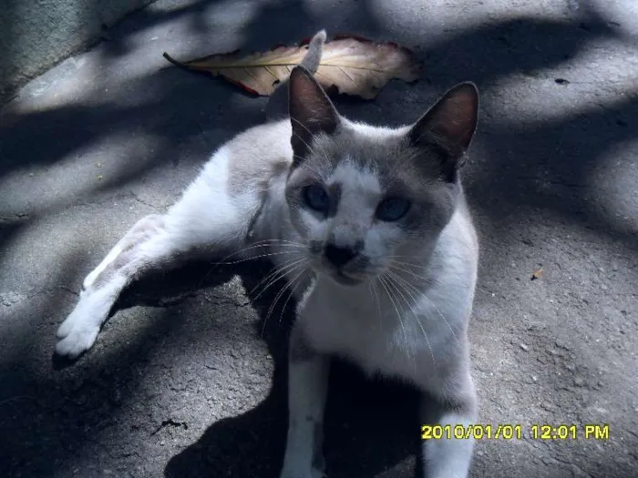 Gato ra a viralata idade 7 a 11 meses nome amika
