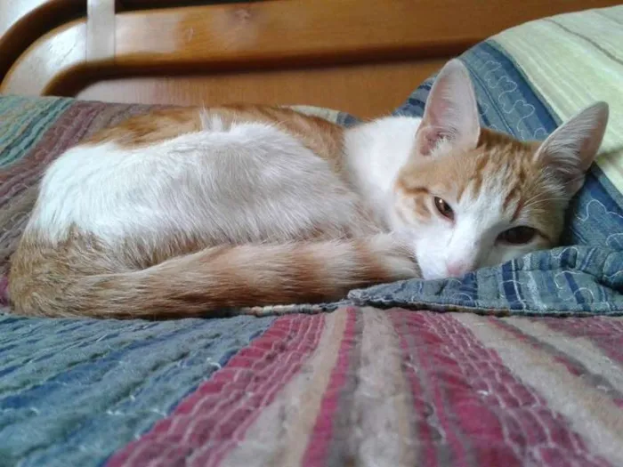 Gato ra a SRD idade 2 a 6 meses nome Sol