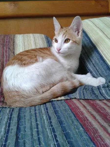 Gato ra a SRD idade 2 a 6 meses nome Sol