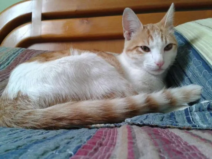 Gato ra a SRD idade 2 a 6 meses nome Sol