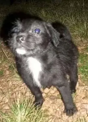 Cachorro raça Não tem raça definida idade 2 a 6 meses nome Ainda não tem