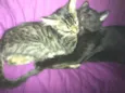 Benedito, Francisca