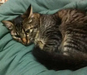 Gato raça - idade 1 ano nome Benedito, Francisca