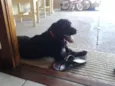Perola