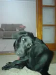Perola