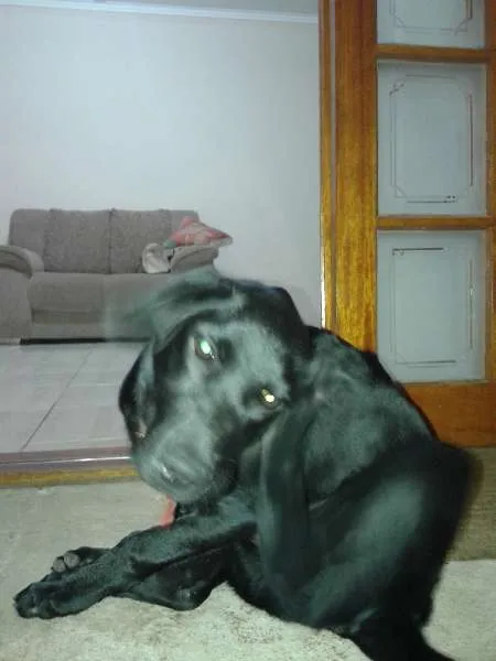 Cachorro ra a Labrador idade 7 a 11 meses nome Perola