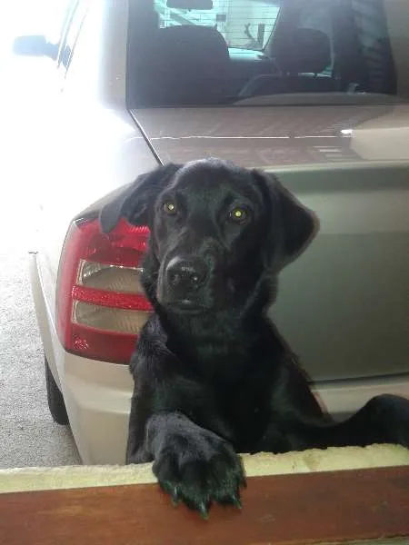 Cachorro ra a Labrador idade 7 a 11 meses nome Perola
