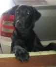 Perola