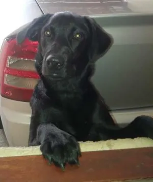 Cachorro raça Labrador idade 7 a 11 meses nome Perola