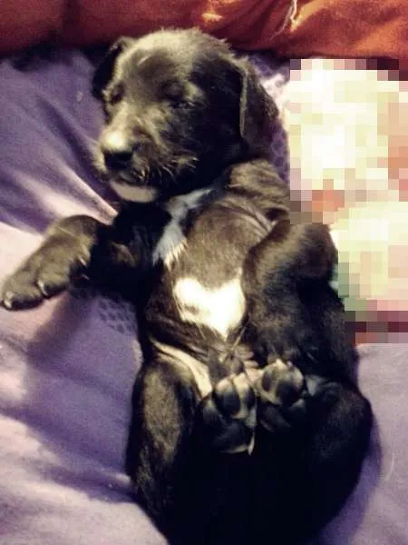 Cachorro ra a Misturada idade Abaixo de 2 meses nome Cachorrinhos para a