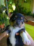Apolo