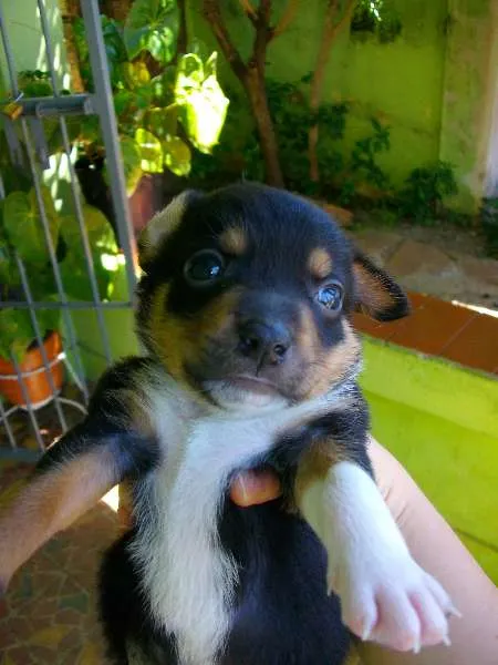 Cachorro ra a  idade Abaixo de 2 meses nome Apolo