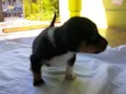 Apolo