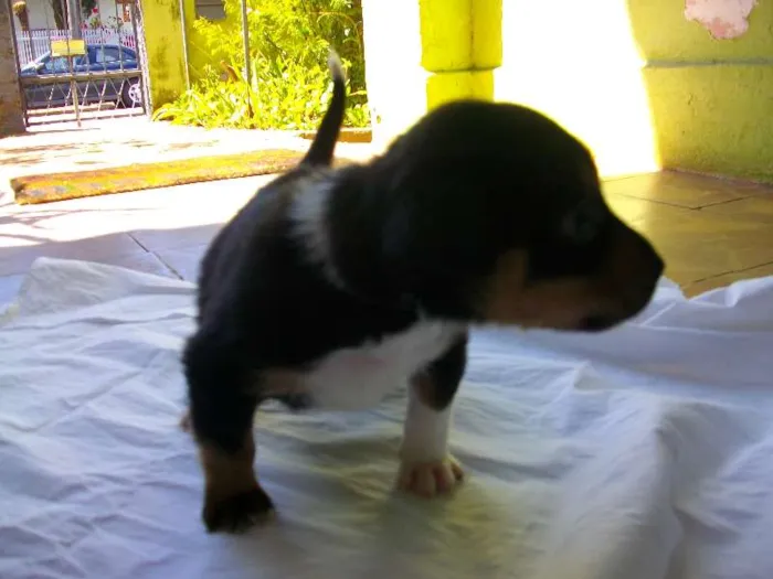 Cachorro ra a  idade Abaixo de 2 meses nome Apolo