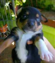 Apolo