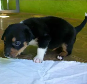 Cachorro raça  idade Abaixo de 2 meses nome Apolo