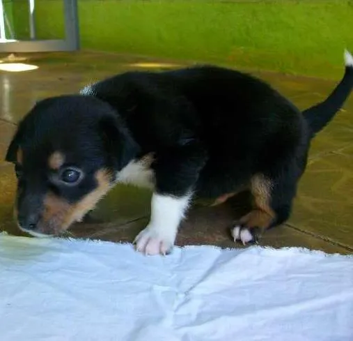 Cachorro ra a  idade Abaixo de 2 meses nome Apolo
