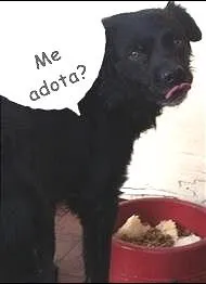 Cachorro ra a SRD idade 3 anos nome SEM NOME/não sabemos