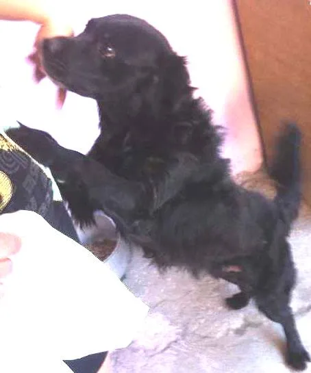 Cachorro ra a SRD idade 3 anos nome SEM NOME/não sabemos