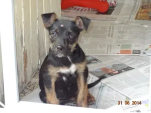 Cachorro raça SRD idade 2 a 6 meses nome Miucha