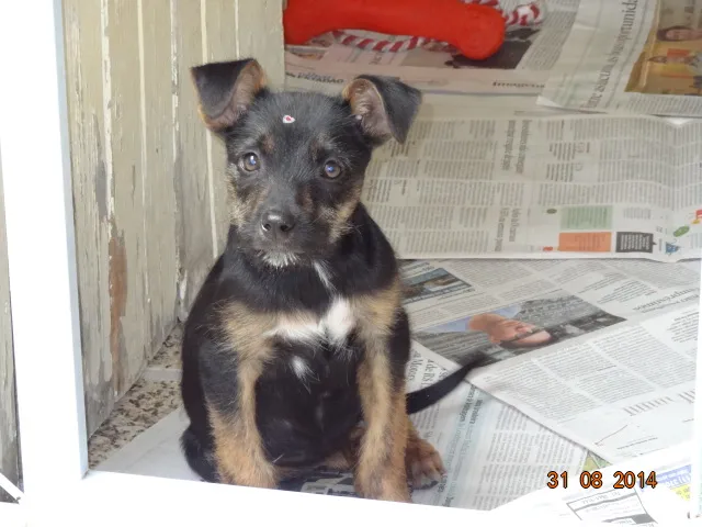 Cachorro ra a SRD idade 2 a 6 meses nome Miucha