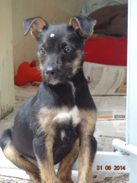 Cachorro ra a SRD idade 2 a 6 meses nome Miucha
