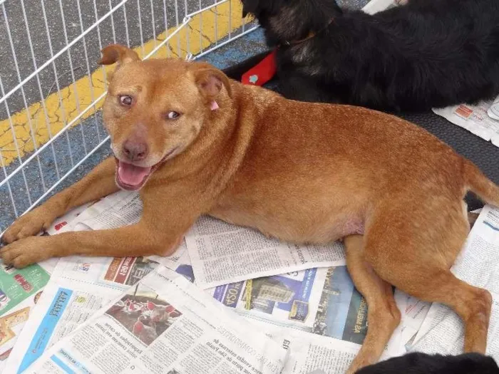 Cachorro ra a Mix de pit idade 2 anos nome Mabel