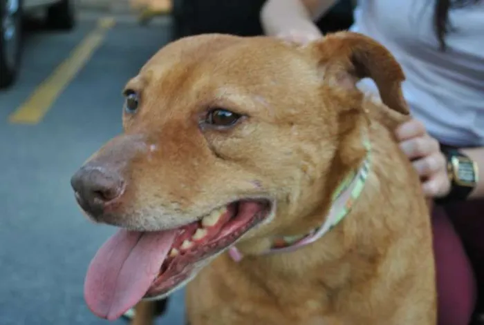 Cachorro ra a Mix de pit idade 2 anos nome Mabel