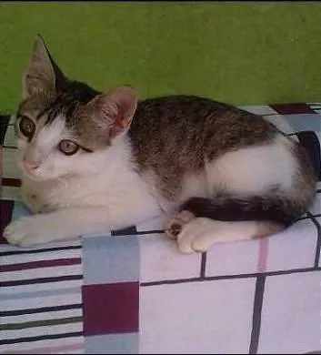 Gato ra a SRD idade 2 a 6 meses nome ANGEL