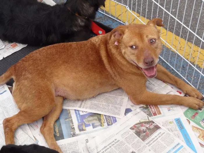 Cachorro ra a Mix de pit idade 2 anos nome Mabel