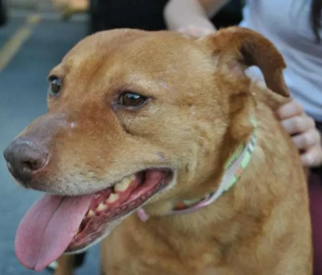 Cachorro ra a Mix de pit idade 2 anos nome Mabel