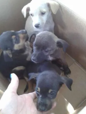 Cachorro raça SRD idade 2 a 6 meses nome FILHOTES